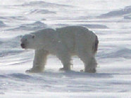 polar16001003.jpg